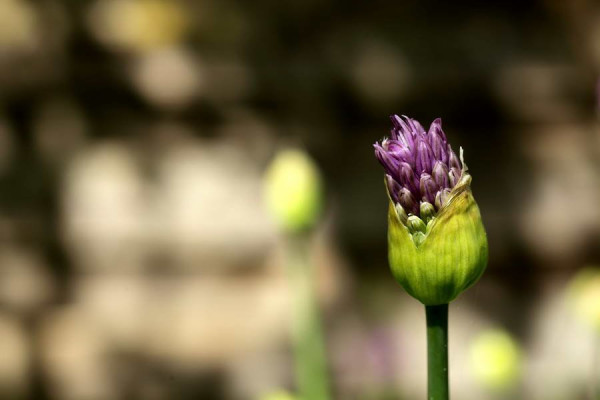 Close_up_10.JPG