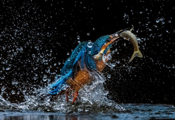 HU-HU-Animals-3170022.jpg