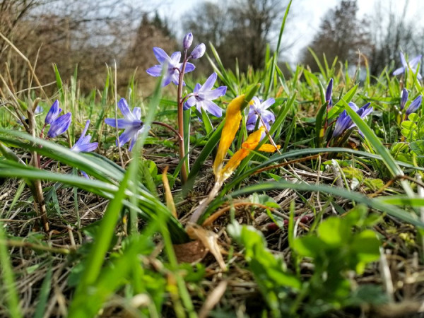 Frühlingserwachen.jpg