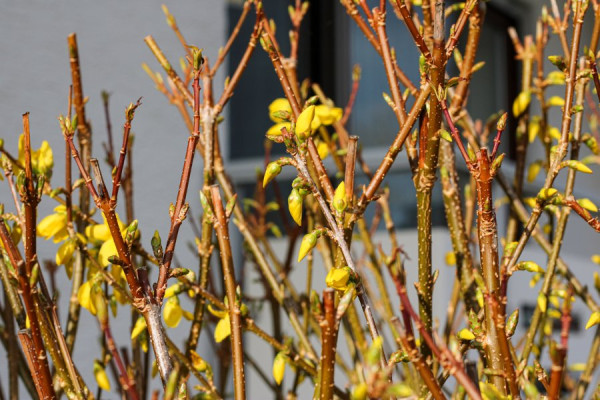 Frühlingserwachen3.jpg