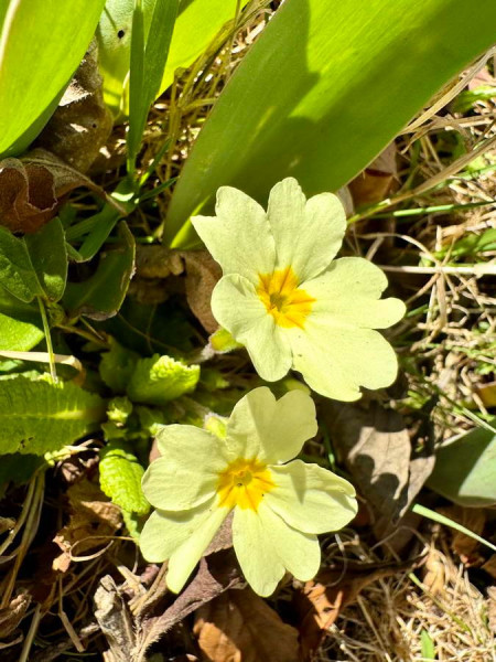 Frühling_2.jpg