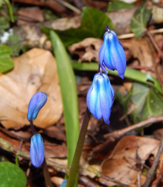 2503_Frühling-04.jpg
