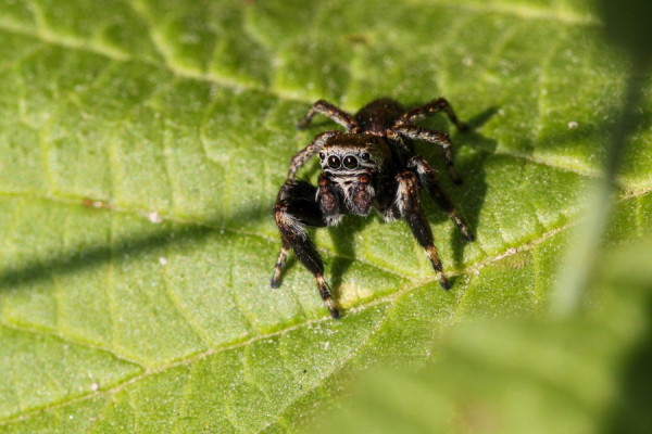 Springspinne,.jpg
