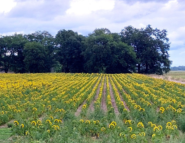 20250709_112529b.jpg