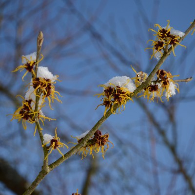 Zaubernuss-DSC_1556.jpg
