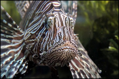 Feuerfisch.jpg