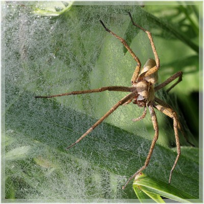 Listspinne.jpg