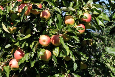 Apfelbaum.jpg