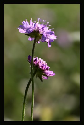 Ackerwitwenblumen.jpg