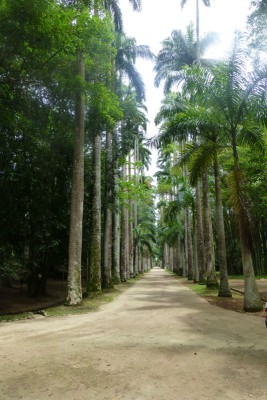 Palmenallee.JPG