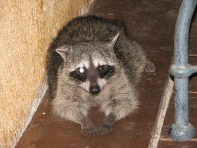 Waschbär.JPG