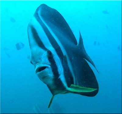 fledermausfisch1.jpg