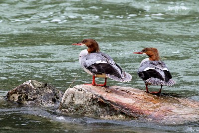 Gänsesäger-Weibchen.jpg