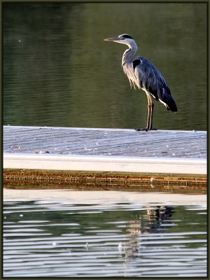 Fischreiher.jpg