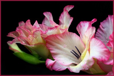 Gladiole.jpg