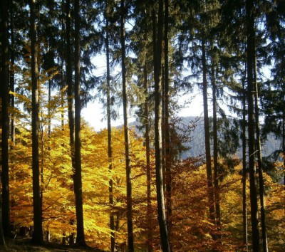 herbst1.jpg
