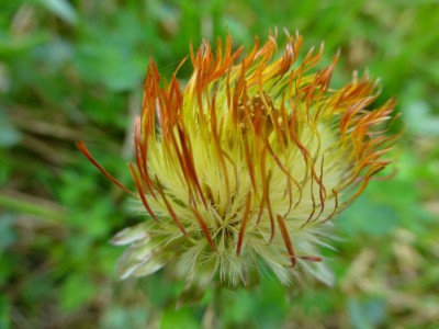 Blume.jpg