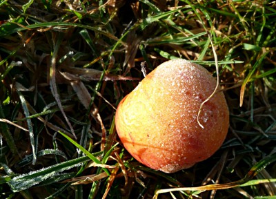 Eis-Apfel_P1080183.jpg