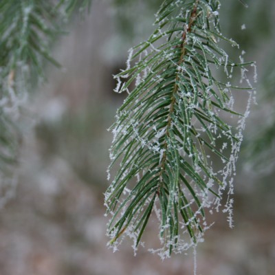 071222_0359_Eiszauber.jpg