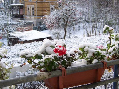 Eisblume.jpg