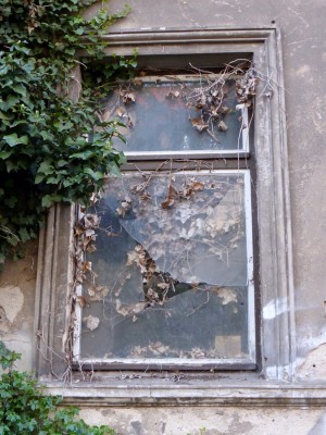 Ivy.jpg