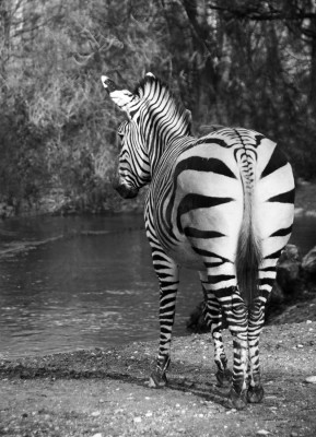 Zebra 14 04_bearbeitet-1.jpg