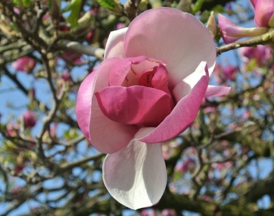 Magnolienblüte.JPG
