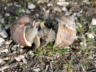 Schnecken.jpg