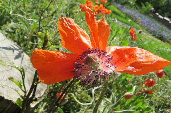 Mohn IMG_1910.jpg