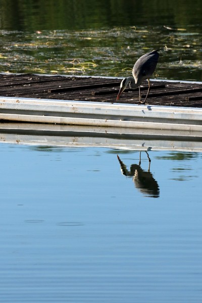 Fischreiher.jpg