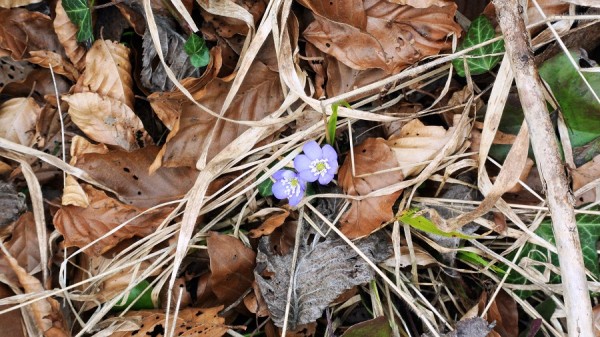 Die ersten Leberblümchen.JPG