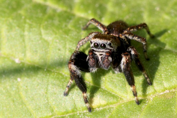 2013-07-24 052_Springspinne.jpg