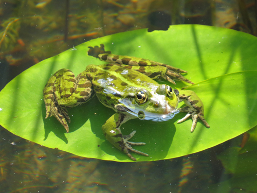 Frosch.jpg