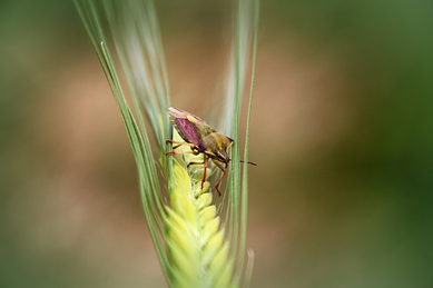 Karl ein Bett im Kornfeld.jpg