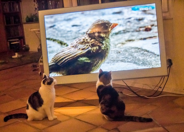 Katzenfernsehen.jpg