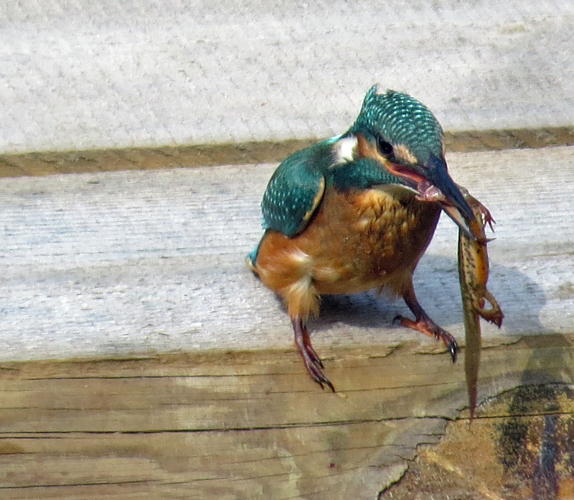 Eisvogel.jpg