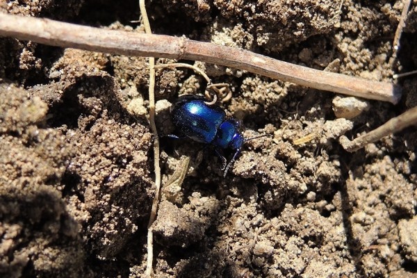 Blauer Käfer.jpeg