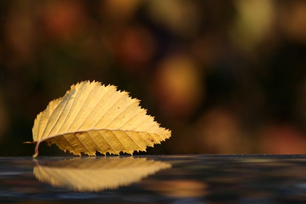 LeuchtenderHerbst3.jpg