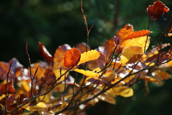 Herbstlaub.JPG