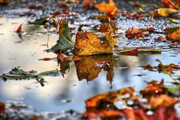 Herbstlaub.JPG