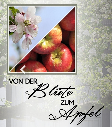 Von der Blüte zum Apfel.jpg