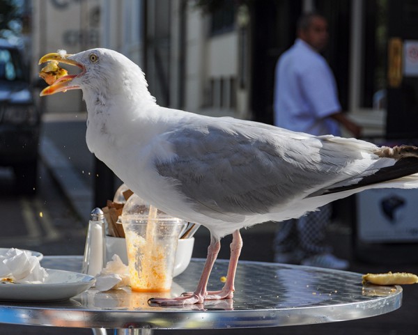 2009-Brighton-20080822_533.JPG