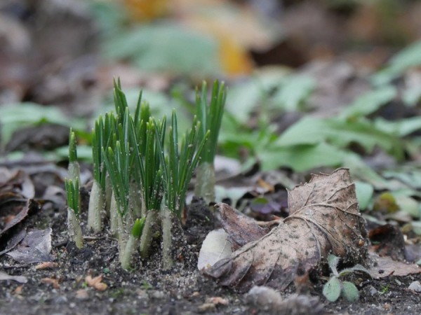 Frühling.jpg