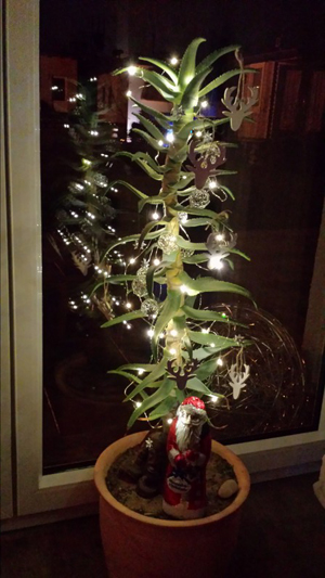 Köcher-Weihnachtsbaum-klein.jpg