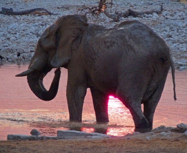 rosa Elefant Etosha.jpg