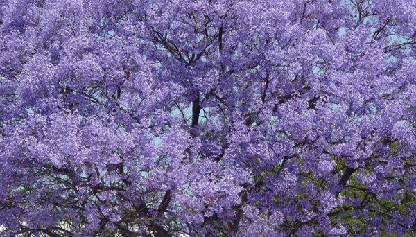 Jacarandabaum Afrika.jpg