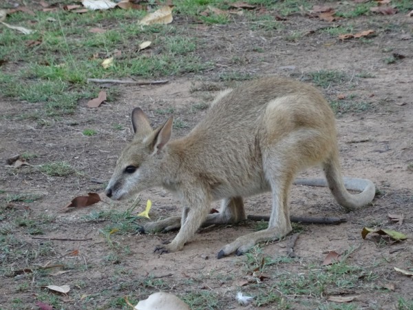 Wallabyv.JPG