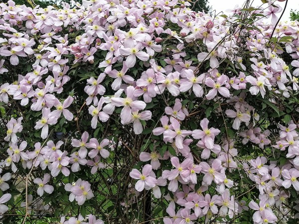 Clematis.jpg