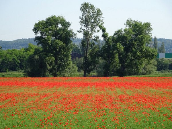 Mohn im Kornfeld.JPG