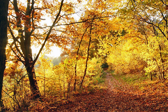 Herbstspaziergang.jpg